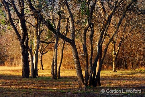 Goliad Trees_43700.jpg - Photographed at Goliad, Texas, USA.
